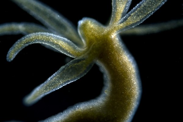 Kraken onion сайта