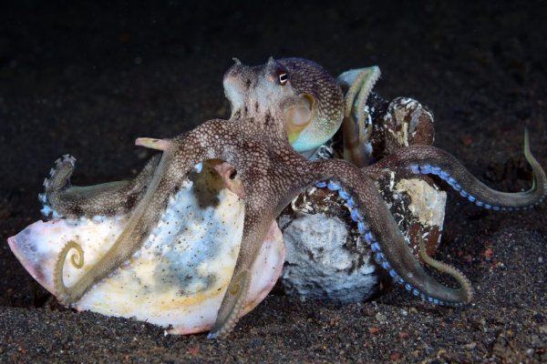 Kraken официальный сайт ссылка через tor